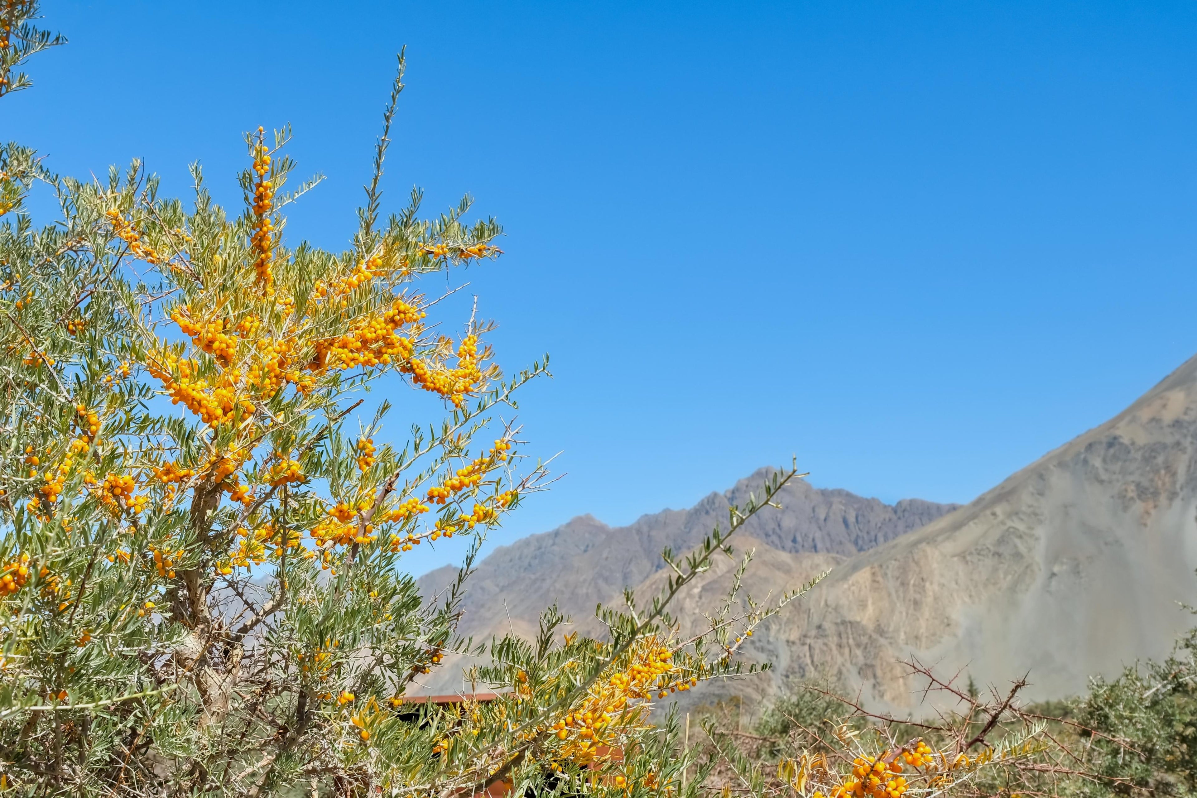 Gold of the Himalaya – The Story of Sea Buckthorn